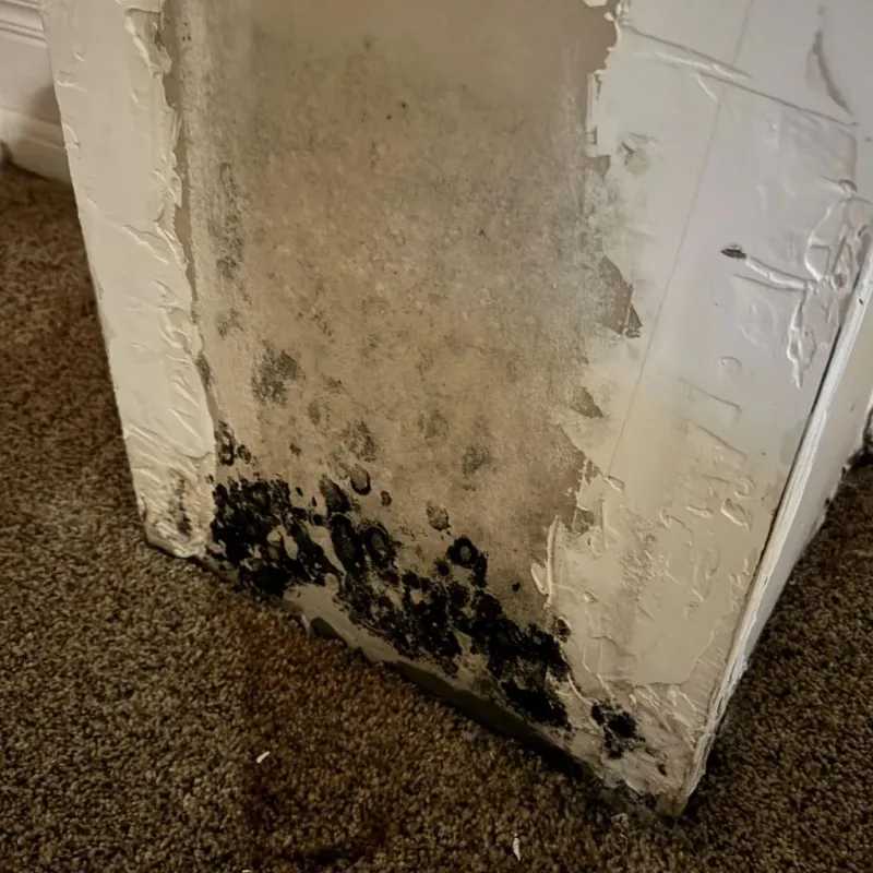 Professional Mold Removal in Fort Polk North, LA